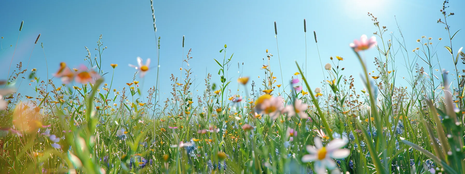 a vibrant, sunlit meadow bursting with a kaleidoscope of wildflowers swaying gently in the breeze under a clear blue sky.