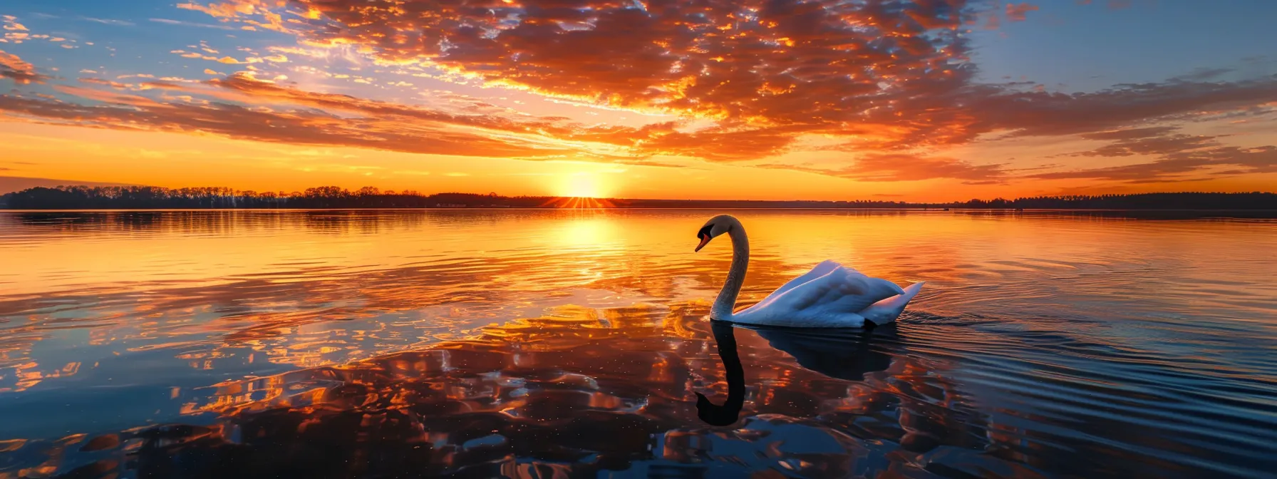 a vibrant sunset casts a warm glow over a serene lake, where a lone, majestic swan glides gracefully across the glassy water, reflecting the brilliant colors of the sky.
